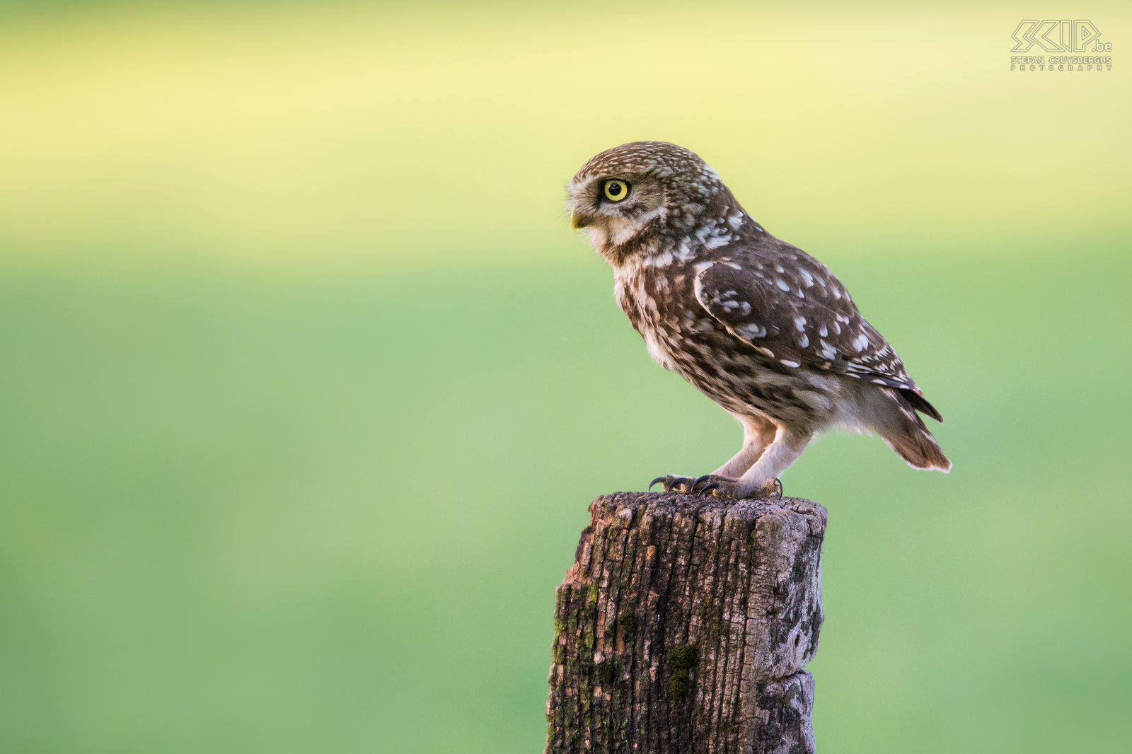 Steenuil De steenuil (Little owl, Athene noctua) is een van de kleinste uilen in de Lage Landen. Zoals de meeste uilen leeft de steenuil vooral 's nachts en komt hij voor in een breed scala aan habitatten waaronder landbouwgrond, bos, heide, ... De steenuil voedt zich met insecten en kleine zoogdieren zoals muizen.<br />
 Stefan Cruysberghs